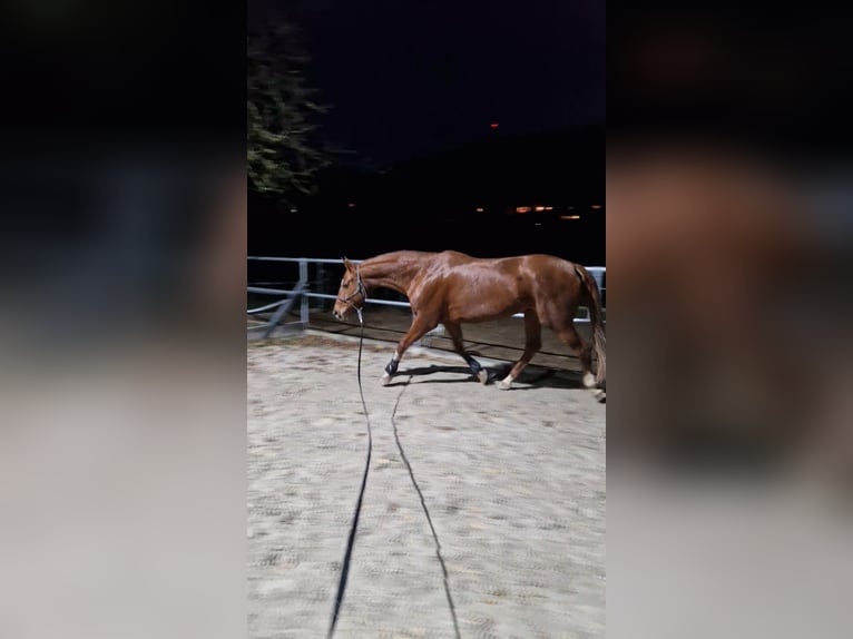 Hannoveraner Stute 15 Jahre 168 cm Fuchs in Rinteln