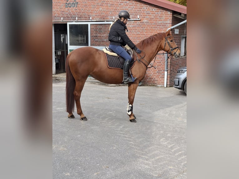 Hannoveraner Stute 15 Jahre 168 cm Fuchs in Buchholz in der Nordheide