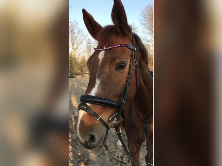 Hannoveraner Stute 15 Jahre 168 cm Fuchs in Bad Kreuznach