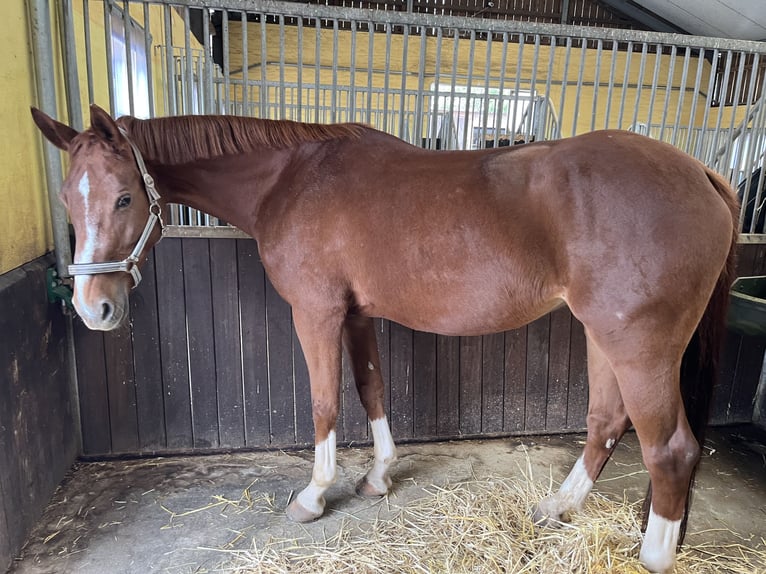 Hannoveraner Stute 15 Jahre 168 cm Fuchs in Bad Kreuznach