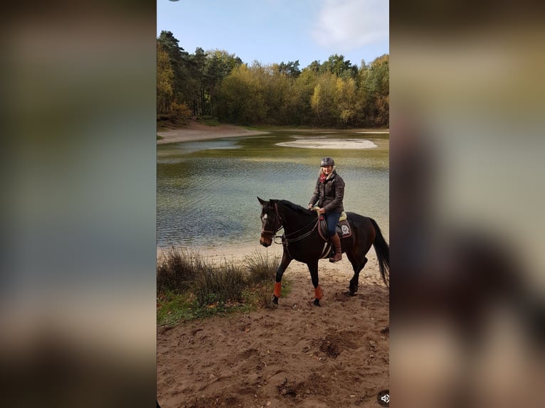 Hannoveraner Stute 15 Jahre 168 cm Schwarzbrauner in Horstmar