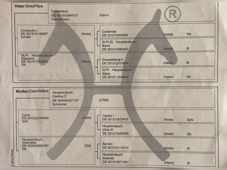 Hannoveraner Stute 15 Jahre 169 cm Brauner in Kalbe (Milde)