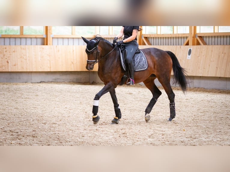 Hannoveraner Stute 15 Jahre 170 cm Brauner in T&#xFC;bingen