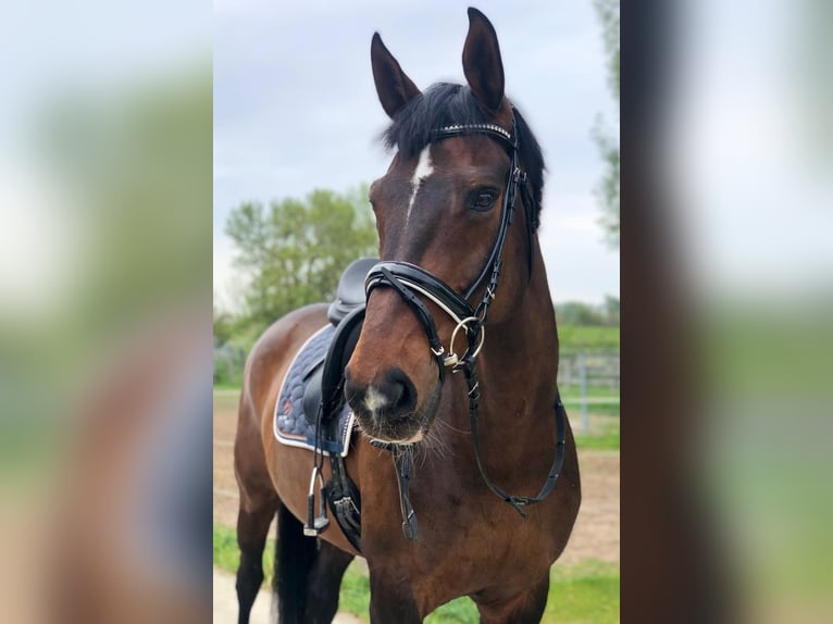 Hannoveraner Stute 15 Jahre 170 cm Dunkelbrauner in Quickborn