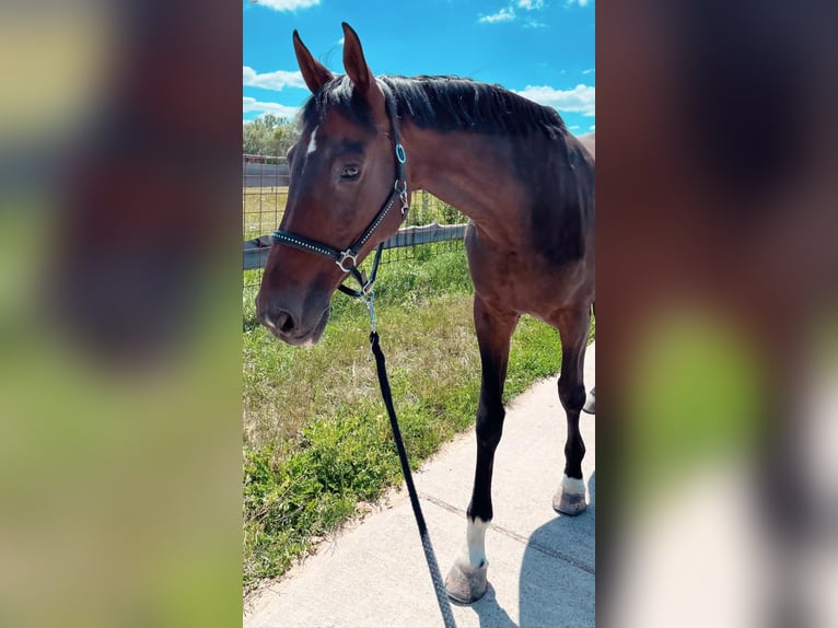 Hannoveraner Stute 15 Jahre 170 cm Dunkelbrauner in Quickborn