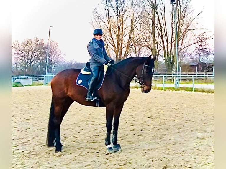 Hannoveraner Stute 15 Jahre 170 cm Dunkelbrauner in Quickborn