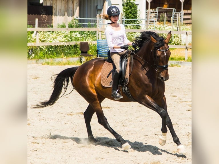 Hannoveraner Stute 15 Jahre 170 cm Dunkelbrauner in Quickborn