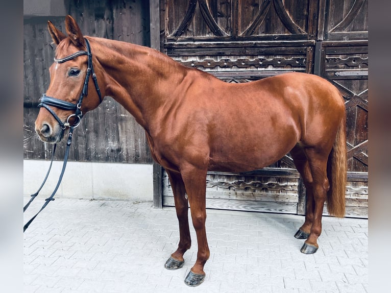 Hannoveraner Stute 15 Jahre 170 cm Fuchs in Salmsach
