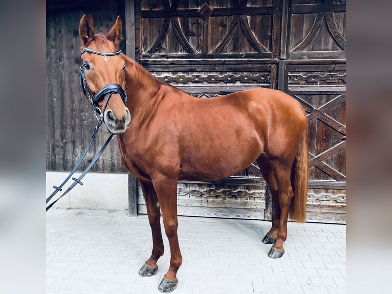 Hannoveraner Stute 15 Jahre 170 cm Fuchs in Salmsach