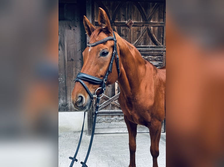Hannoveraner Stute 15 Jahre 170 cm Fuchs in Salmsach