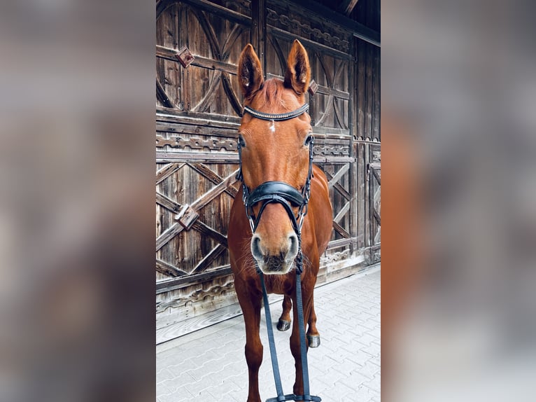 Hannoveraner Stute 15 Jahre 170 cm Fuchs in Salmsach