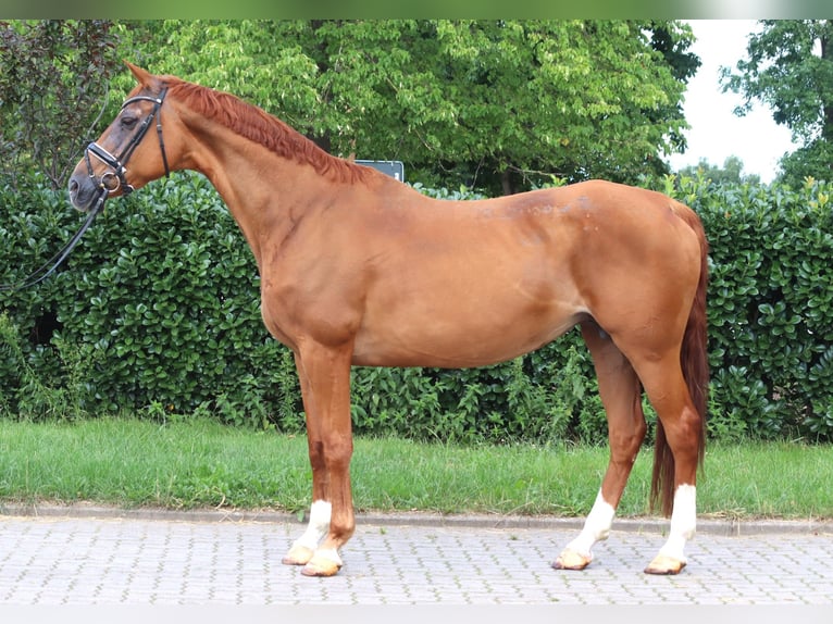 Hannoveraner Stute 15 Jahre 170 cm Fuchs in Selsingen