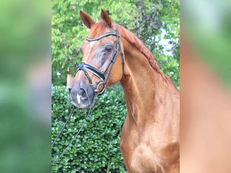Hannoveraner Stute 15 Jahre 170 cm Fuchs in Selsingen