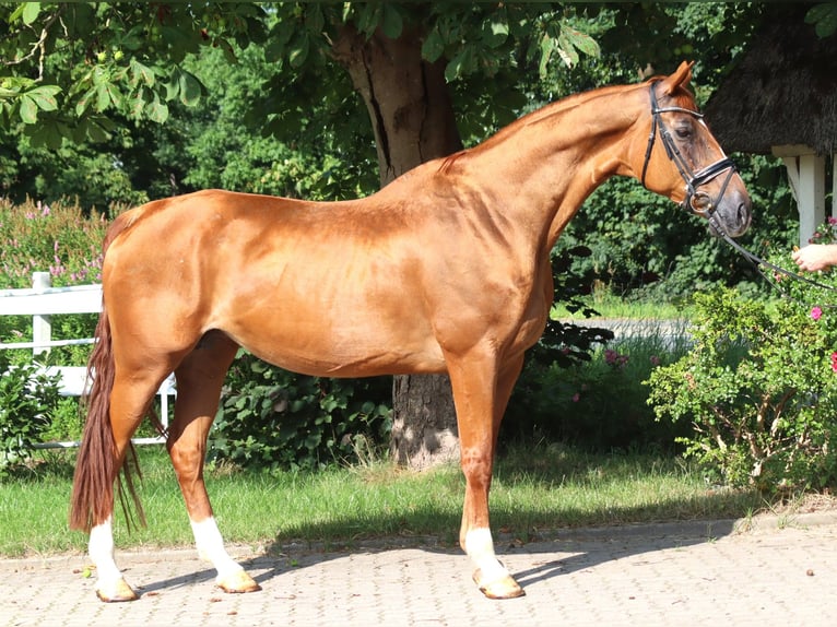 Hannoveraner Stute 15 Jahre 170 cm Fuchs in Selsingen