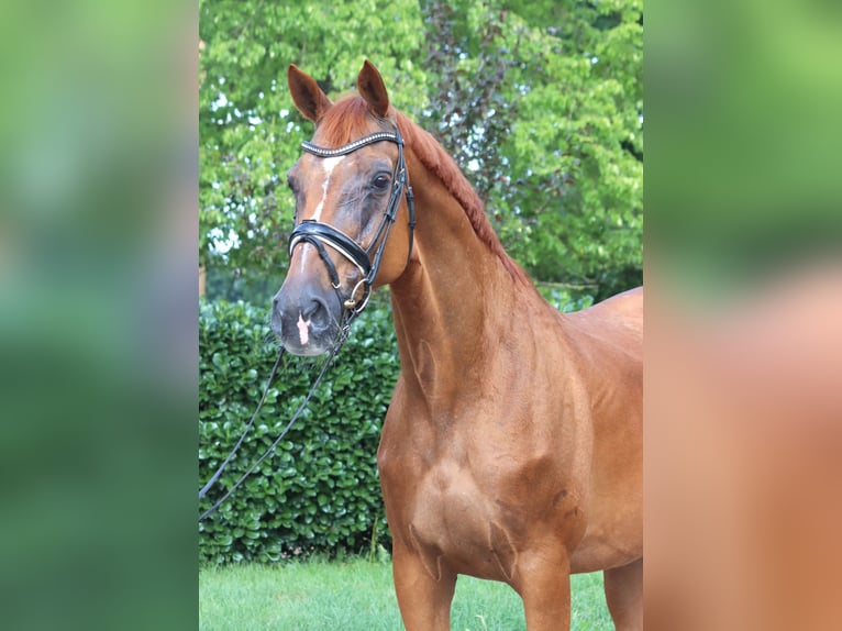 Hannoveraner Stute 15 Jahre 170 cm Fuchs in Selsingen