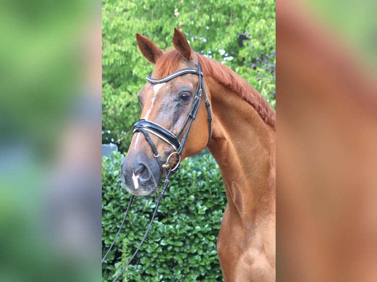 Hannoveraner Stute 15 Jahre 170 cm Fuchs in Selsingen