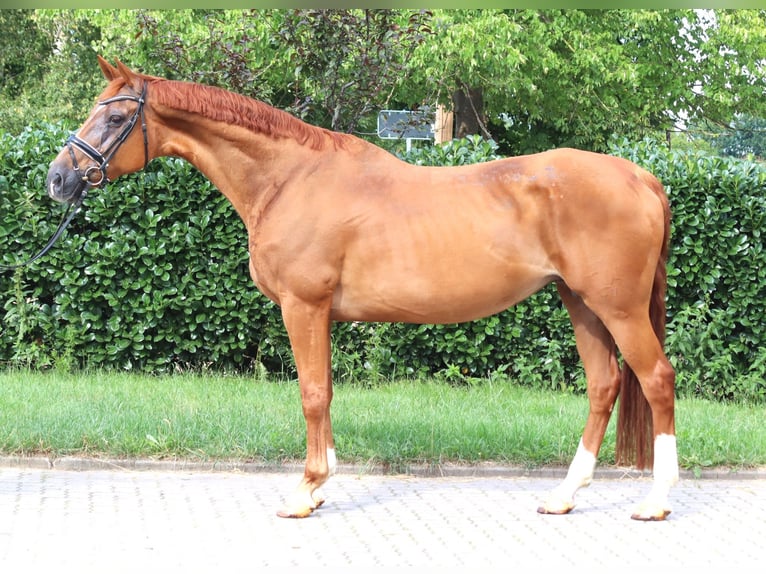 Hannoveraner Stute 15 Jahre 170 cm Fuchs in Selsingen