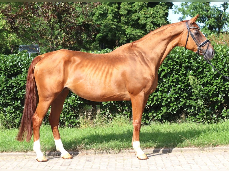 Hannoveraner Stute 15 Jahre 170 cm Fuchs in Selsingen