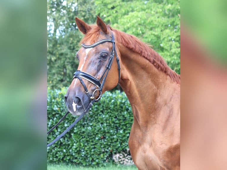 Hannoveraner Stute 15 Jahre 170 cm Fuchs in Selsingen