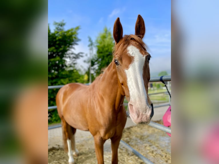 Hannoveraner Stute 15 Jahre 170 cm Fuchs in Tröstau