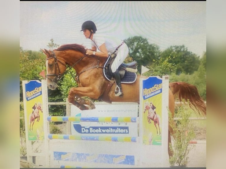 Hannoveraner Stute 15 Jahre 170 cm Fuchs in Eelde