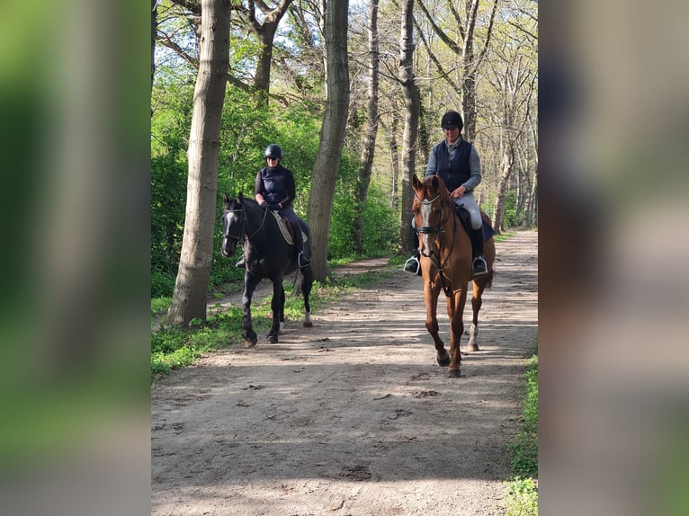 Hannoveraner Stute 15 Jahre 170 cm Fuchs in Eelde