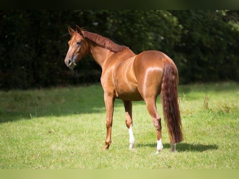 Hannoveraner Stute 15 Jahre 170 cm Fuchs in Hetzerath