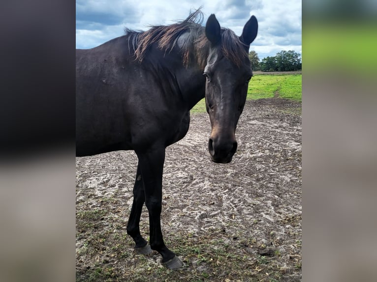 Hannoveraner Stute 15 Jahre 170 cm Schwarzbrauner in Nauen