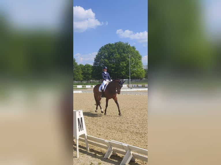 Hannoveraner Stute 15 Jahre 171 cm Brauner in Enschede