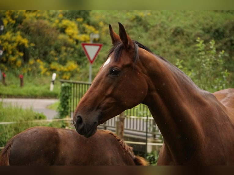 Hannoveraner Stute 15 Jahre 173 cm Brauner in Hirschbach