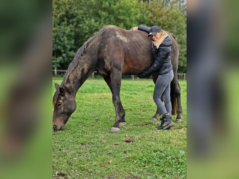 Hannoveraner Stute 15 Jahre 173 cm Dunkelbrauner in Fronreute