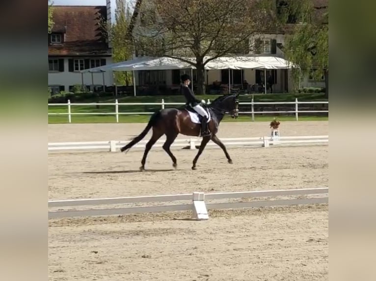 Hannoveraner Stute 15 Jahre 173 cm Dunkelbrauner in Fronreute