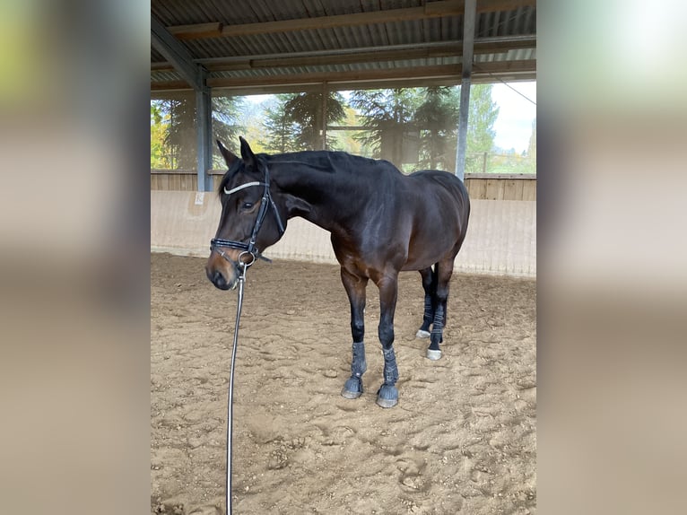 Hannoveraner Stute 15 Jahre 173 cm Dunkelbrauner in Fronreute