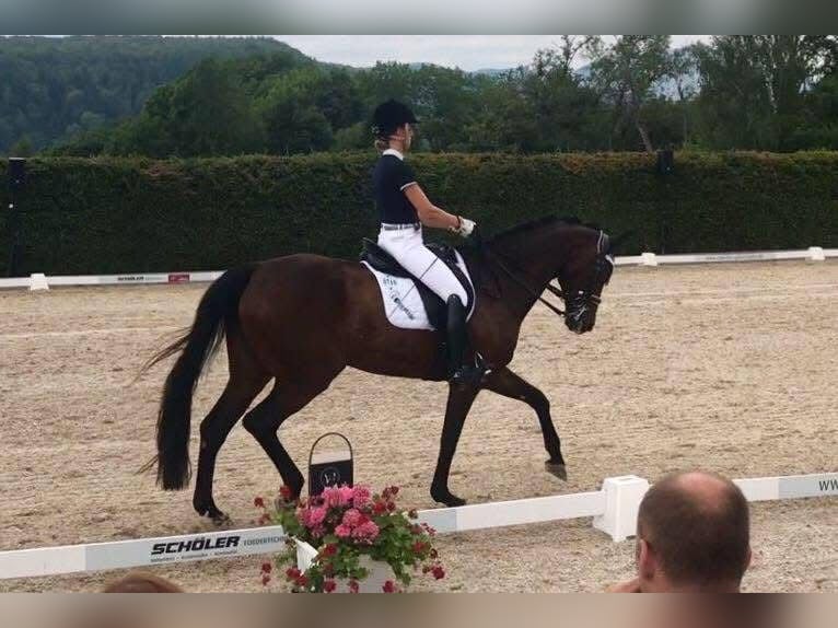 Hannoveraner Stute 15 Jahre 173 cm Dunkelbrauner in Fronreute