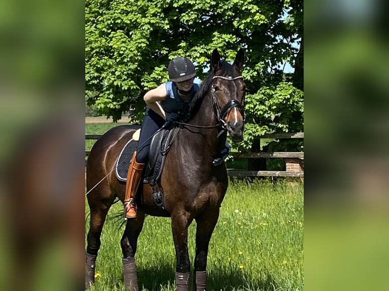 Hannoveraner Stute 15 Jahre 174 cm Dunkelbrauner in Herford