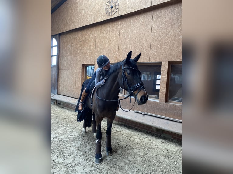 Hannoveraner Stute 15 Jahre 174 cm Dunkelbrauner in Herford