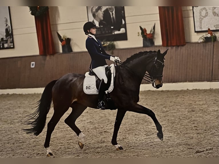 Hannoveraner Stute 15 Jahre 174 cm Dunkelbrauner in Herford