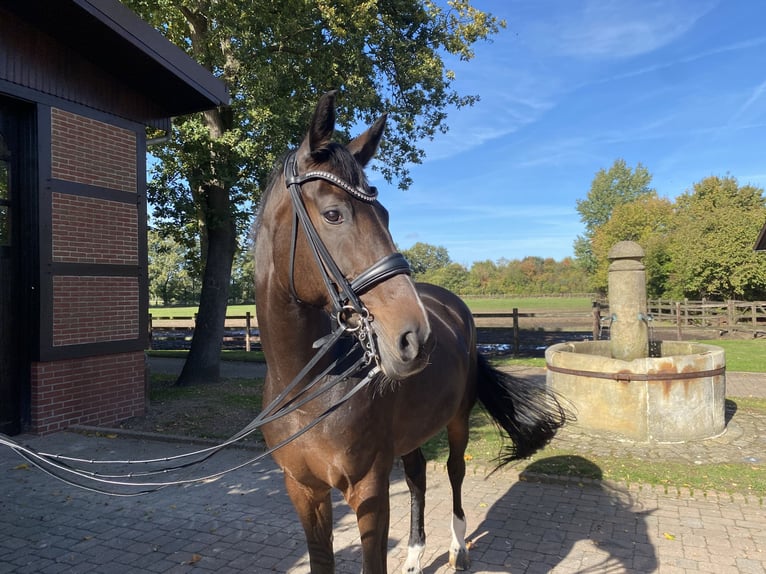 Hannoveraner Stute 15 Jahre 174 cm Dunkelbrauner in Herford
