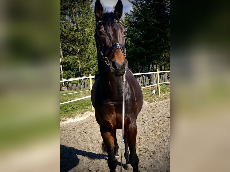 Hannoveraner Stute 15 Jahre 174 cm Dunkelbrauner in Fronreute