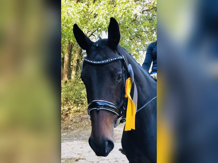 Hannoveraner Stute 15 Jahre 175 cm Brauner in Schillsdorf