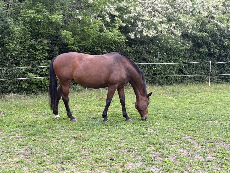 Hannoveraner Stute 15 Jahre 175 cm Brauner in Hohenm&#xF6;lsen