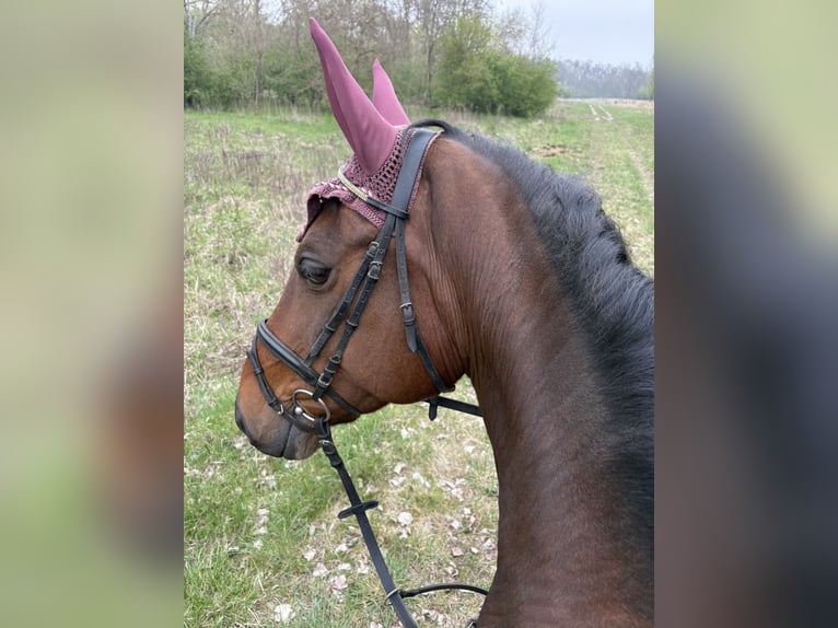 Hannoveraner Stute 15 Jahre 175 cm Brauner in Hohenm&#xF6;lsen