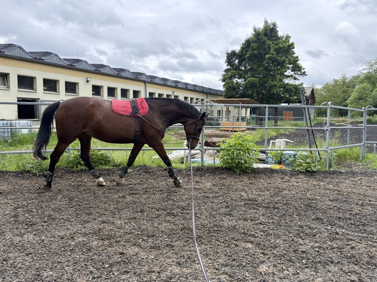 Hannoveraner Stute 15 Jahre 175 cm Brauner in Hohenm&#xF6;lsen