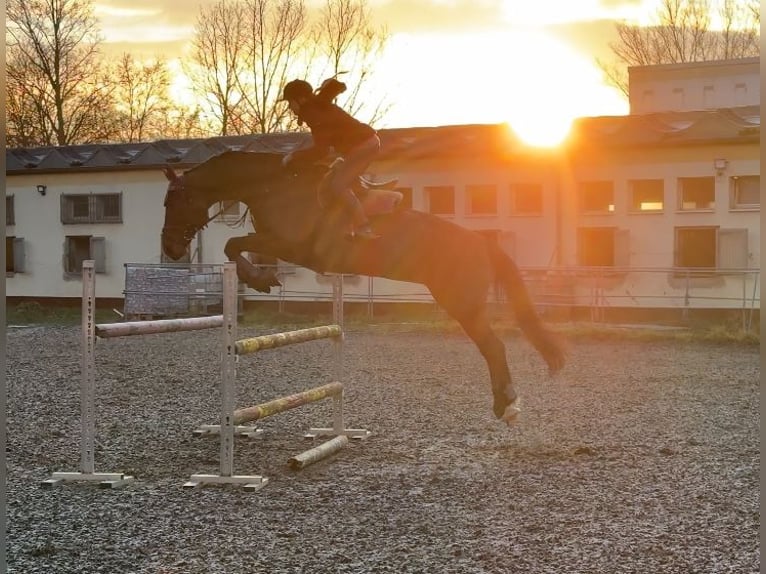 Hannoveraner Stute 15 Jahre 175 cm Brauner in Hohenm&#xF6;lsen