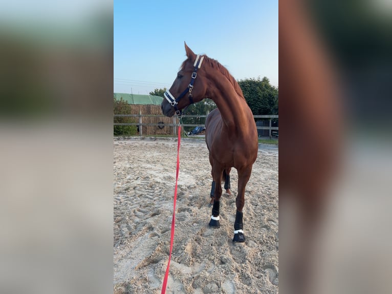 Hannoveraner Stute 15 Jahre 175 cm Dunkelfuchs in Duderstadt
