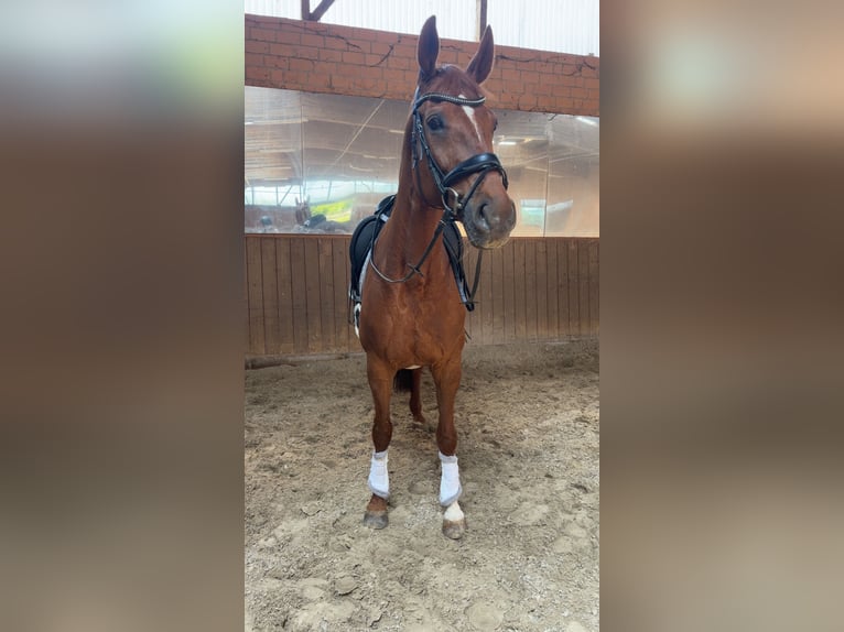 Hannoveraner Stute 15 Jahre 175 cm Dunkelfuchs in Duderstadt