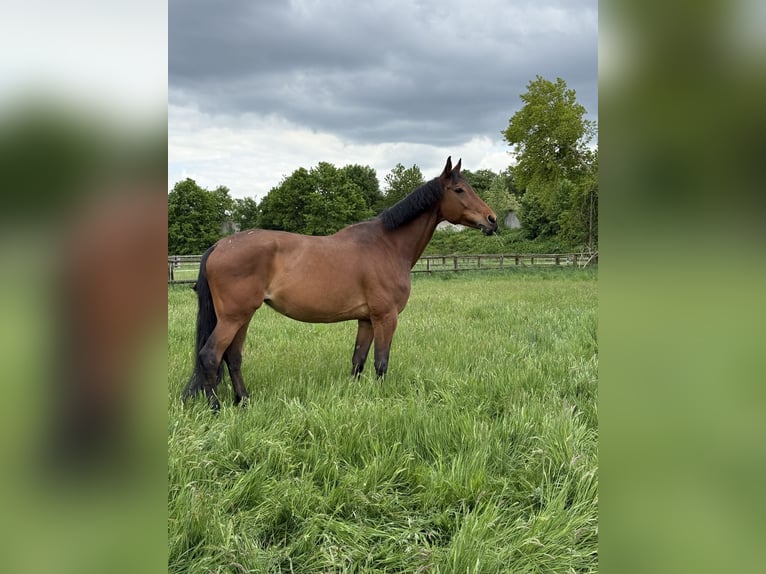 Hannoveraner Stute 15 Jahre 180 cm Brauner in Erkrath