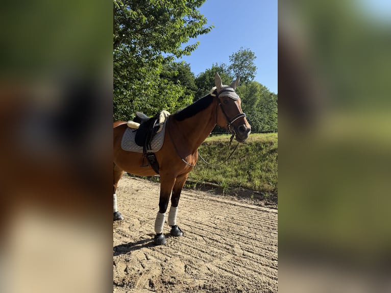 Hannoveraner Stute 15 Jahre 180 cm Brauner in Erkrath