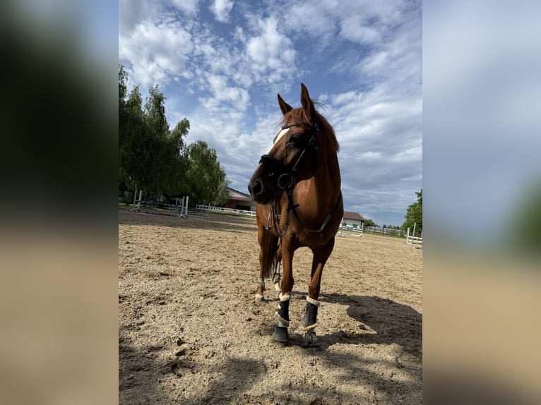 Hannoveraner Stute 16 Jahre 160 cm Dunkelfuchs in FriedrichshafenFriedrichshafen