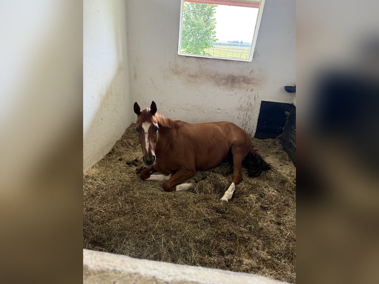 Hannoveraner Stute 16 Jahre 160 cm Dunkelfuchs in FriedrichshafenFriedrichshafen